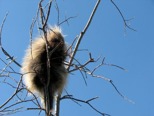baby-porcupine