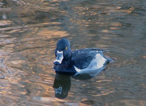 ring-necked-duck1