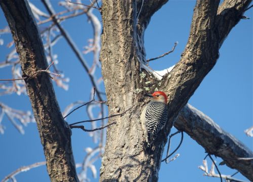 red-bellied-woodpecker
