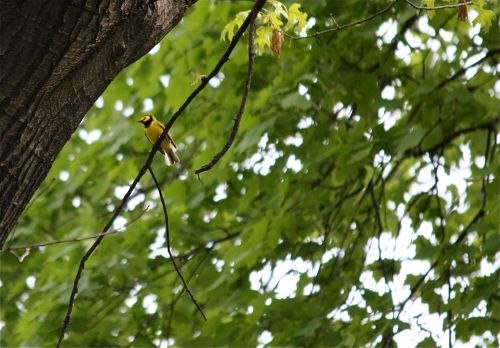hooded-warbler