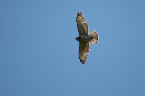 juvenile Broad-winged Hawk